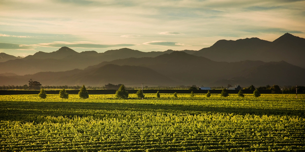 The Cloudy Bay estate is a suave operation in Marlborough.