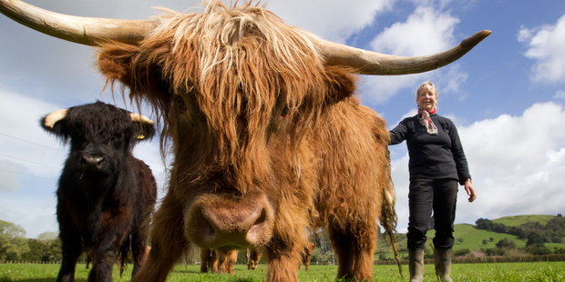 Ginni Alexander with her Highland Cattle at Ardargie Fold. Photo / Richard Robinson