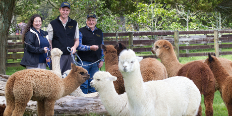 Alpaca farmers Carina, Glen and Neville Thompson in Glenbrook, Auckland. Photo / Richard Robinson