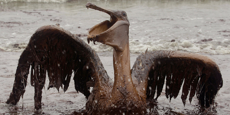 Oil from the Deepwater Horizon has affected wildlife throughout the Gulf of Mexico.
