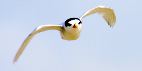 The housing development could be a significant threat to the fairy tern and other birds. Photo / Paul Escourt