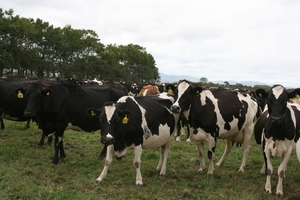 The New Zealand dairy industry must improve its communications after the recent Fonterra scare.