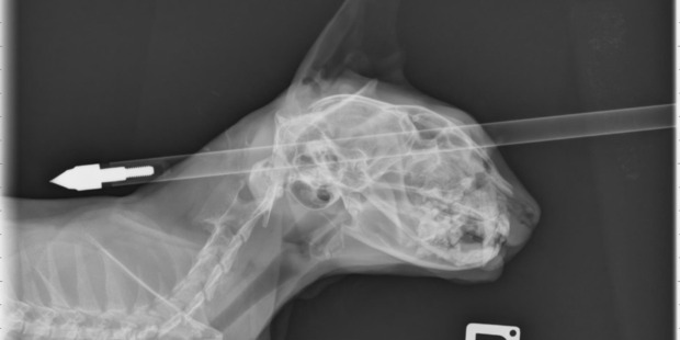 An x-ray of the crossbow bolt in the cat's head.