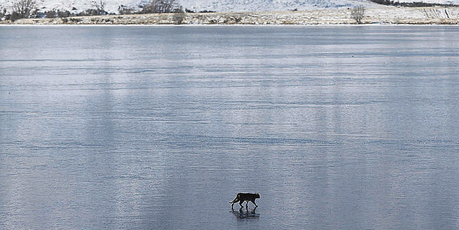 Is it a panther - or just a really big wild cat? This creature was snapped on the frozen surface of Lake Clearwater. Photo / Ashburton Guardian