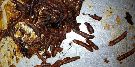 Unidentified larvae were found in a Tegel chicken meal cooked by Amy Skeates of Auckland.