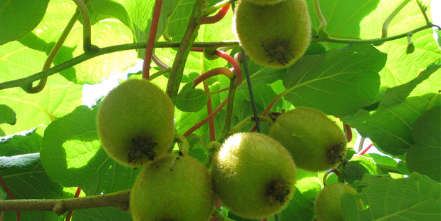 The SFO won't say what it's looking at in its investigation of Zespri. Photo / Bay of Plenty Times