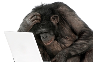 Chimpanzees have better short-term memories than humans. Photo / Getty Images