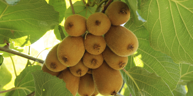 Terry cites kiwifruit as an example of a crop that could be inadvertently contaminated through the spread of pollen from pines with ZFN-altered DNA. Photo / Thinkstock