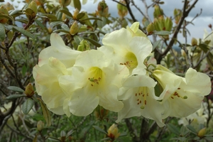 One of the dozens of rhododendrons in the Ellis' Adelaide Rd garden.