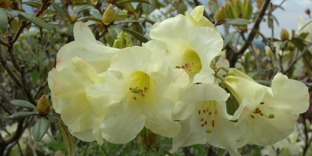 One of the dozens of rhododendrons in the Ellis' Adelaide Rd garden.