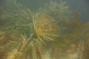 Mediterranean fanworm (Sabella spallanzanii) is an invasive aquatic pest.