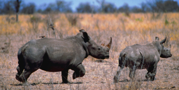 The rhinoceros is an endangered species. Photo / Thinkstock