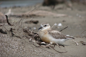 PRECIOUS: The New Zealand dotterel is Wairarapa's rarest bird. PHOTO/FILE