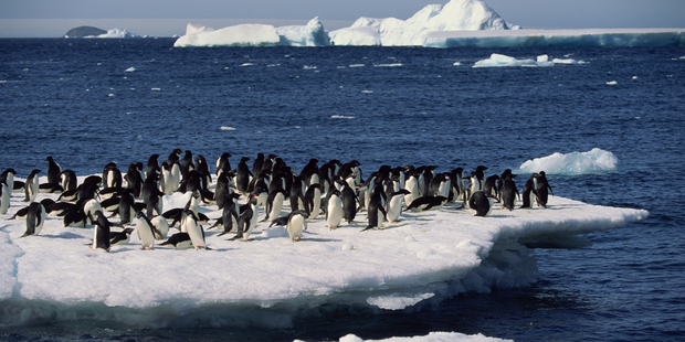 NZ has failed in its bid to establish the world's largest marine reserve in Antarctica. Photo /Getty
