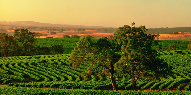 There's real elegance in wines from Australia's Barossa Valley even in those in the under-$20 bracket.