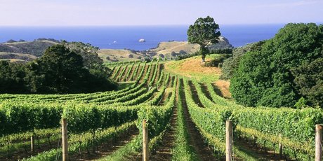 Waiheke vineyards are among Auckland's attractions.