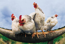 Some women confessed to being scared of chickens.Photo / Thinkstock