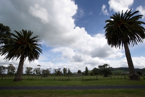 The Umupuia land that Auckland Council wants to link with the regional park. Photo / Richard Robinson