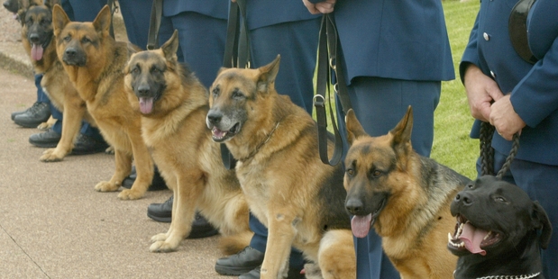 Police say it is rare for a dog and its handler to become separated. Photo / Paul Estcourt