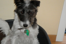 "Small exciteable Foxy dog called Roxy" is available for walks at $1 a day.