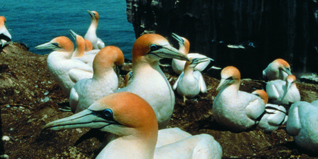 Muriwai Gannet colony.
