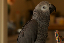 An inspirational pet. Photo / Kelly Ana Morey.