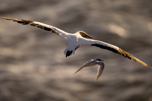 The Takapu (gannet). Photo / Dean Purcell