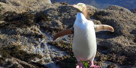 The yellow-eyed penguin.