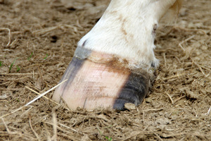 The Kaimanawa pony was in its paddock - at the family's Helensville lifestyle block - on Saturday night after being gelded the day before. Photo / Thinkstock