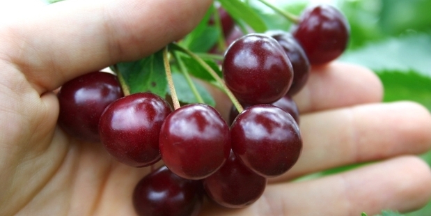 You can pick all the cherries from the publicly available KiwiSaver funds using the KiwiSaver Fund Finder.