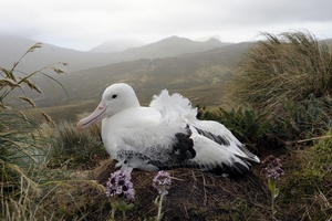 A southern royal albatross.