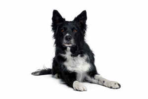 The dog was euthanised because public safety was paramount. Photo / Thinkstock