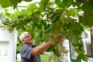 Meg's father John Liptrot prepares to shorten a grapevine and cut off any unproductive dead wood. Photo / Meg Liptrot