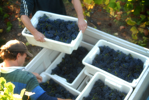 Winemaking in Martinborough. Photo / Supplied.