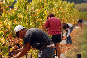 Winemaking in Martinborough. Photo / Supplied.