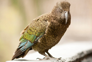 The kea is now considered a threatened species.