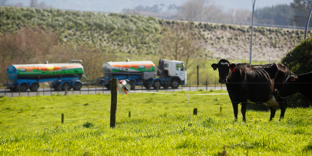 The farmer-owned co-operative said that in the first quarter the relative increase in the price of what it calls its reference commodity products. Photo / Christine Cornege