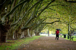 Victoria Park in Auckland City. Photo / Dean Purcell