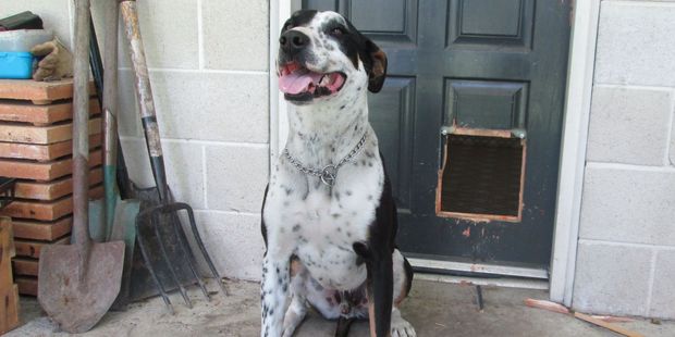 Bruno tore a hole in the door with his teeth trying to get to safety, leaving him bleeding from the mouth.