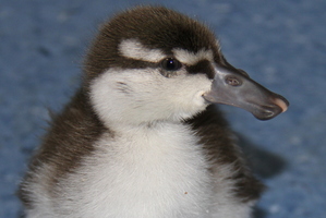 Little whio duckling. Photo / Orana Wildlife Park