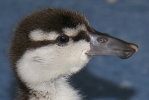 Baby blue duckling. Photo / Orana Wildlife Park
