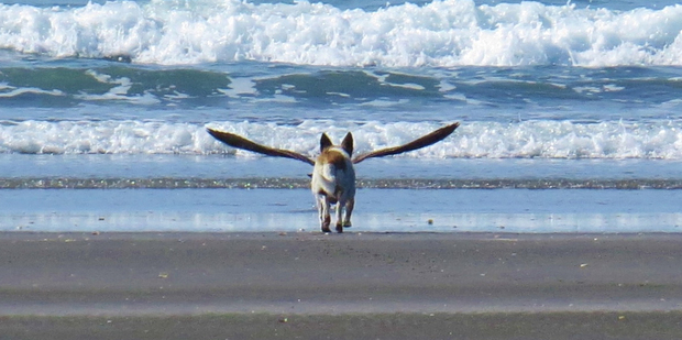 The dog-bird on Opotiki Beach