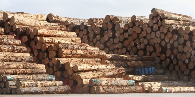 Export logs at Northport, above, will start being debarked before heading overseas from February.