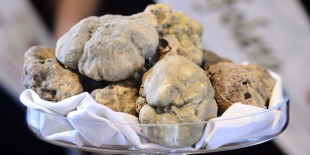 Truffles are displayed at the World Alba White Truffles Auction in Grinzane Cavour in northwestern Italy.
Photo / AFP
