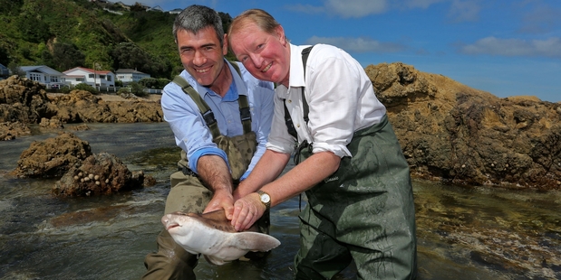 Ministers Nathan Guy (left) and Dr Nick Smith release a carpet shark to promote the Government's draft plan for sharks, including decisions on shark finning. Photo / Hagen Hopkins