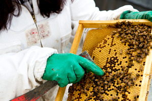 Beekeeper Kim Kneijber tends to the bees. Photo / Babiche Martens.