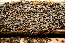 Bees kept on top of the Town Hall in Auckland city. Photo / Babiche Martens.