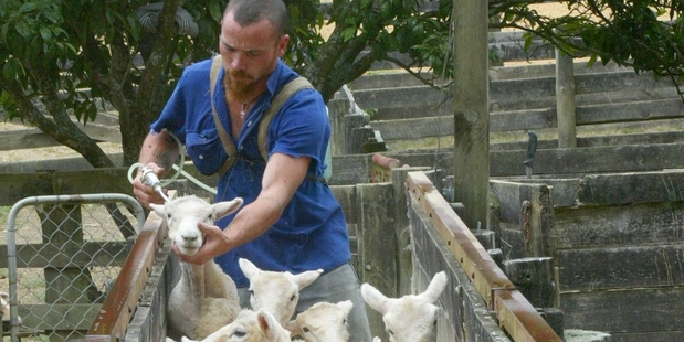 The technology aims to make it easier and quicker to test and treat animals in the field. Photo / Tania Webb