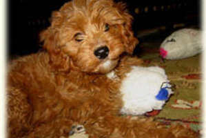Photo / timshellfarm.com