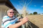 DEBRIS: Tom Bostock was left with a clean-up job after a mini-tornado picked up straw and hay from the paddock next door and dumped it on his lawn. PHOTO/GLENN TAYLOR HBT134292-03 DEBRIS: Tom Bostock was left with a clean-up job after a mini-tornado picked up straw and hay from the paddock next door and dumped it on his lawn. PHOTO/GLENN TAYLOR HBT134292-03